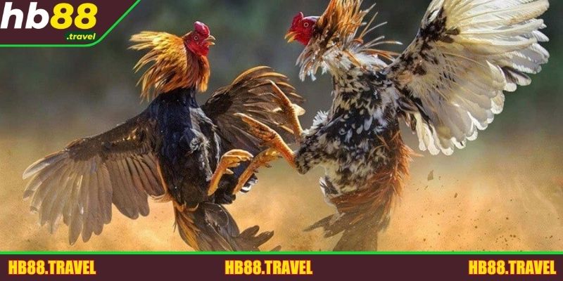 Người chơi nên tận dụng ưu đãi để tăng vốn cược